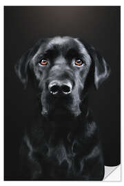 Sticker mural Labrador noir