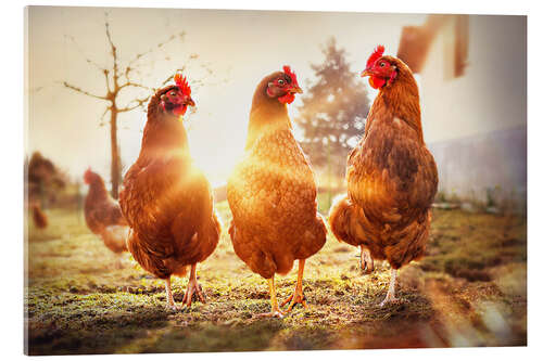 Acrylic print Chickens on the runway