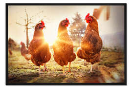 Gerahmter Kunstdruck Hühner auf dem Laufsteg