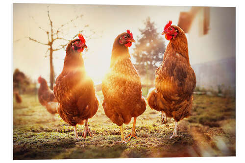 Foam board print Chickens on the runway