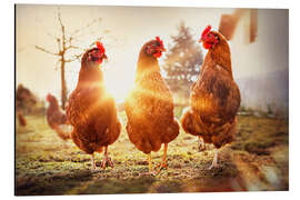Magnettafel Hühner auf dem Laufsteg