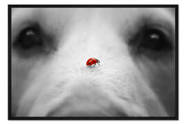 Gerahmter Kunstdruck Marienkäfer auf Hundenase