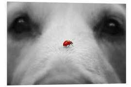 Print på skumplade Ladybug on Dog Nose