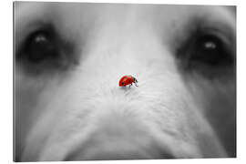 Gallery print Ladybug on Dog Nose