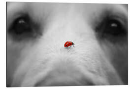 Magnettafel Marienkäfer auf Hundenase