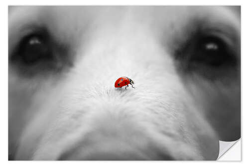 Naklejka na ścianę Ladybug on Dog Nose