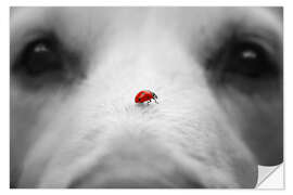 Vinilo para la pared Ladybug on Dog Nose