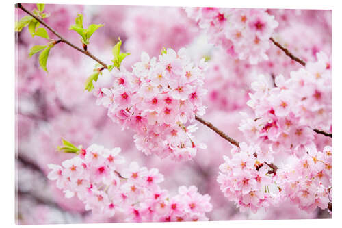 Acrylic print Japanese cherry blossom in spring