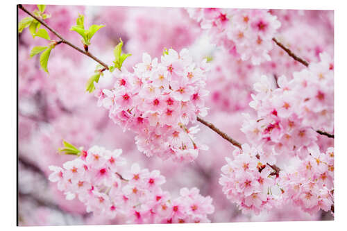 Tableau en aluminium Cerisier japonais en fleurs au printemps