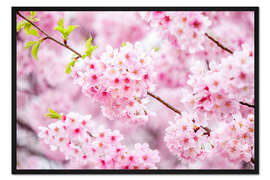 Gerahmter Kunstdruck Japanische Kirschblüte im Frühling