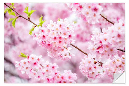 Selvklebende plakat Japanese cherry blossom in spring