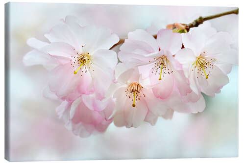 Canvas print Cherry blossoms I