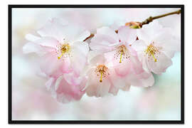 Gerahmter Kunstdruck Kirschblüten I
