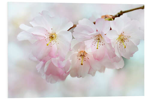 Foam board print Cherry blossoms I