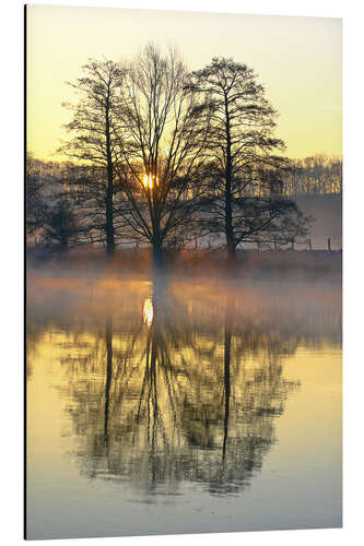 Alubild Bäume, Flussnebel und Sonnenaufgang