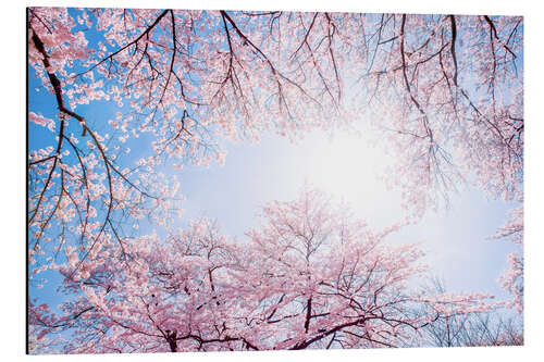 Aluminium print pink cherry blossom in spring with backlight and blue sky