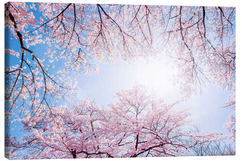 Canvas print pink cherry blossom in spring with backlight and blue sky