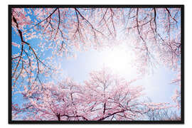 Gerahmter Kunstdruck rosa Kirschblüte im Frühling mit Gegenlicht und blauem Himmel