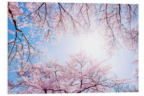 Print på skumplade pink cherry blossom in spring with backlight and blue sky