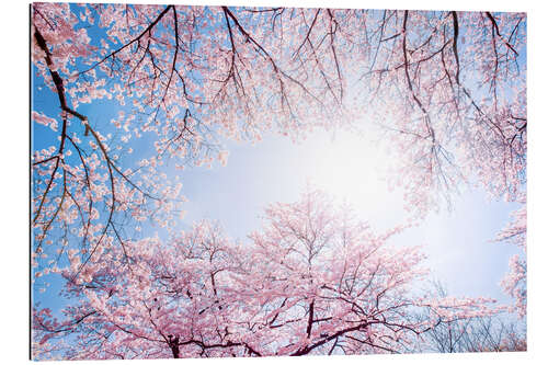 Gallery print pink cherry blossom in spring with backlight and blue sky