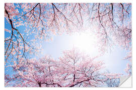 Wall sticker pink cherry blossom in spring with backlight and blue sky