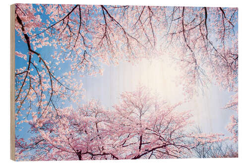 Trebilde pink cherry blossom in spring with backlight and blue sky