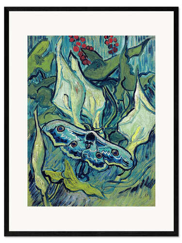 Framed art print Death's Head Moth