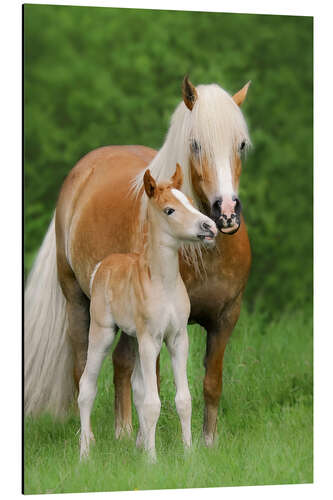 Aluminium print Haflinger Horse Foal with Mum