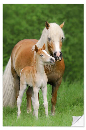 Naklejka na ścianę Haflinger Horse Foal with Mum