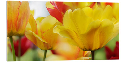 Gallery print Spring Tulips