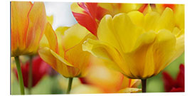 Gallery print Spring Tulips