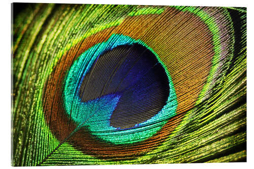 Cuadro de metacrilato Peacock feather