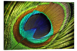 Aluminiumsbilde Peacock feather