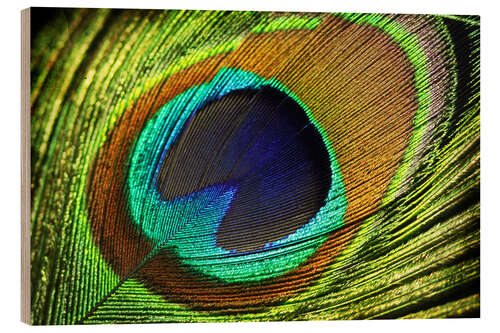 Wood print Peacock feather
