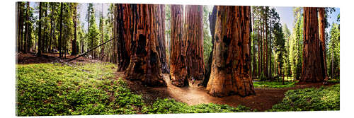 Acrylic print Sequoia giant, panoramic