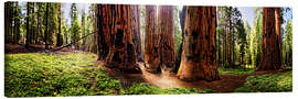 Canvas-taulu Sequoia giant, panoramic