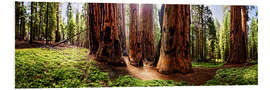 Foam board print Sequoia giant, panoramic