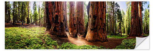 Sticker mural Sequoia giant, panoramic