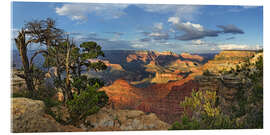Tableau en verre acrylique  Grand Canyon avec un pin noueux - Michael Rucker