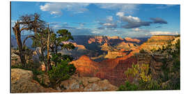 Tableau en aluminium Grand Canyon avec un pin noueux