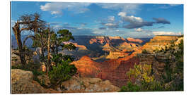 Tableau en plexi-alu Grand Canyon avec un pin noueux