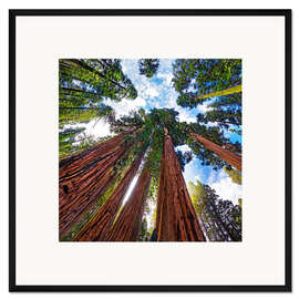 Gerahmter Kunstdruck Riesige Sequoia
