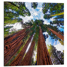 Magnettafel Riesige Sequoia