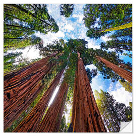 Självhäftande poster giant Sequoia