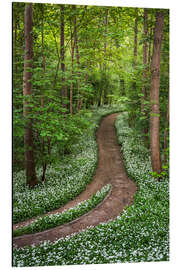 Aluminiumsbilde Path through Forest full of Wild Garlic