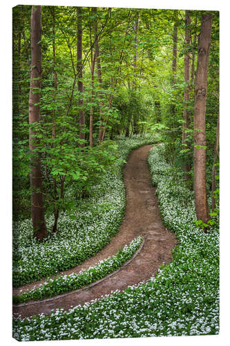 Tableau sur toile Chemin dans la forêt, bordé d'ail des ours 