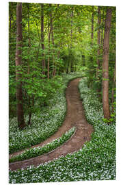 Bilde på skumplate Path through Forest full of Wild Garlic