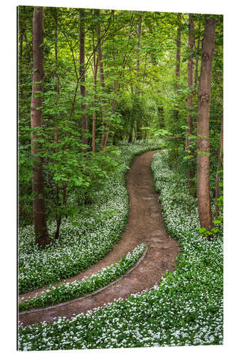 Gallery print Path through Forest full of Wild Garlic