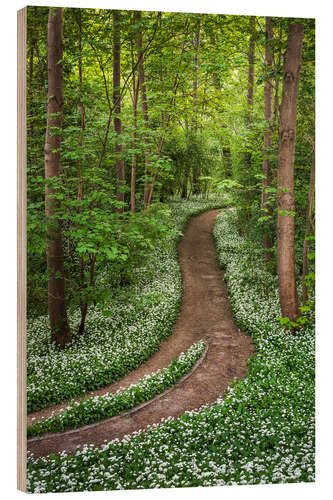 Puutaulu Path through Forest full of Wild Garlic