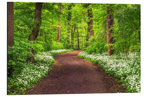 Tableau en aluminium Sentier à travers une forêt au printemps